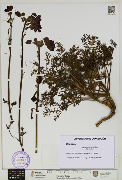 Argylia radiata [Espécimen: UDEC:CONC:0186204]