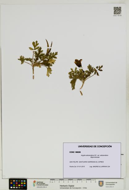 Argylia adscendens [Espécimen: UDEC:CONC:0186206]