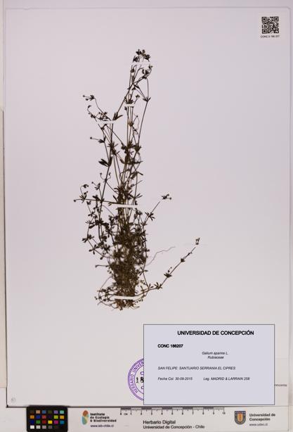 Galium aparine [Espécimen: UDEC:CONC:0186207]