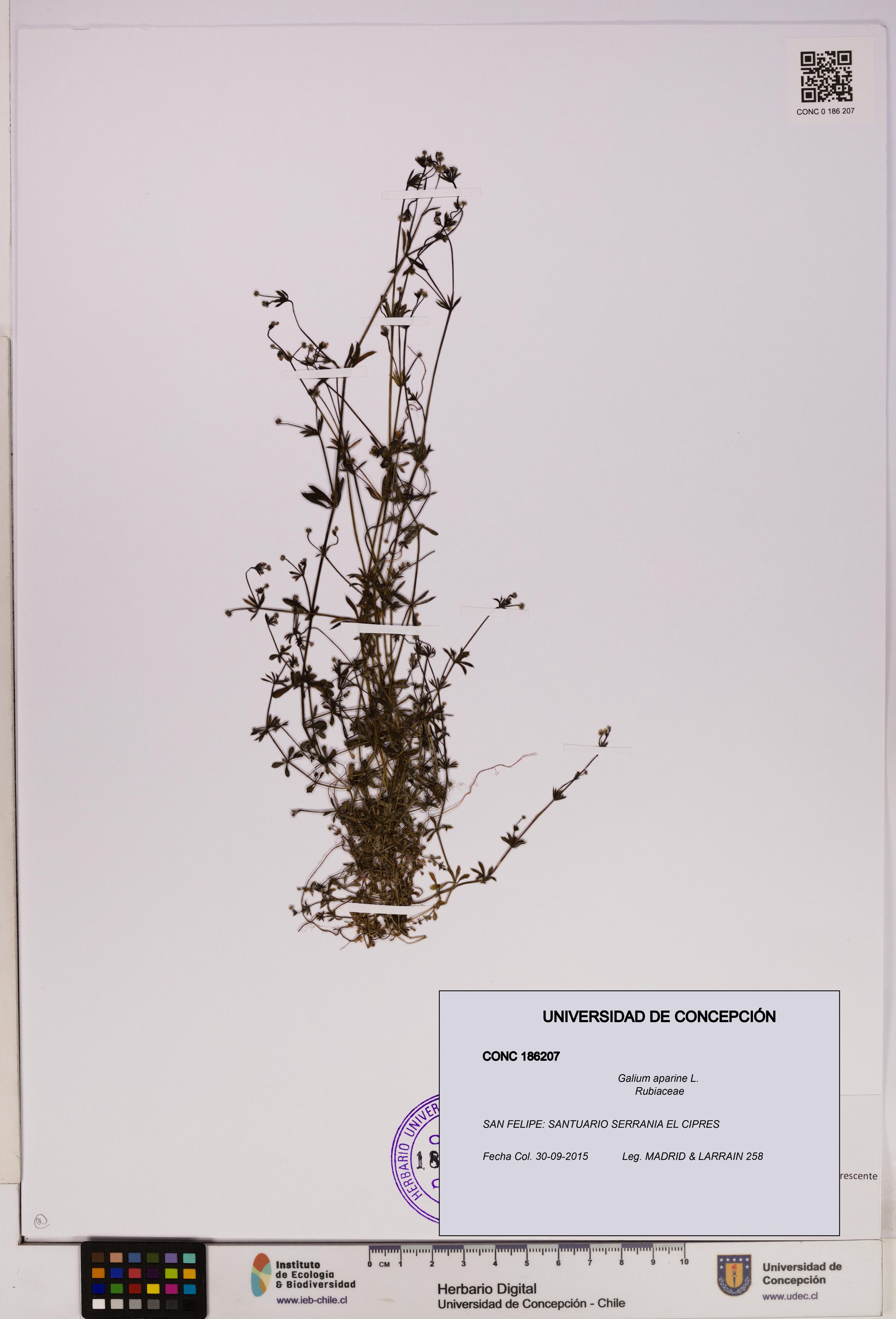 Galium aparine [Espécimen: UDEC:CONC:0186207]