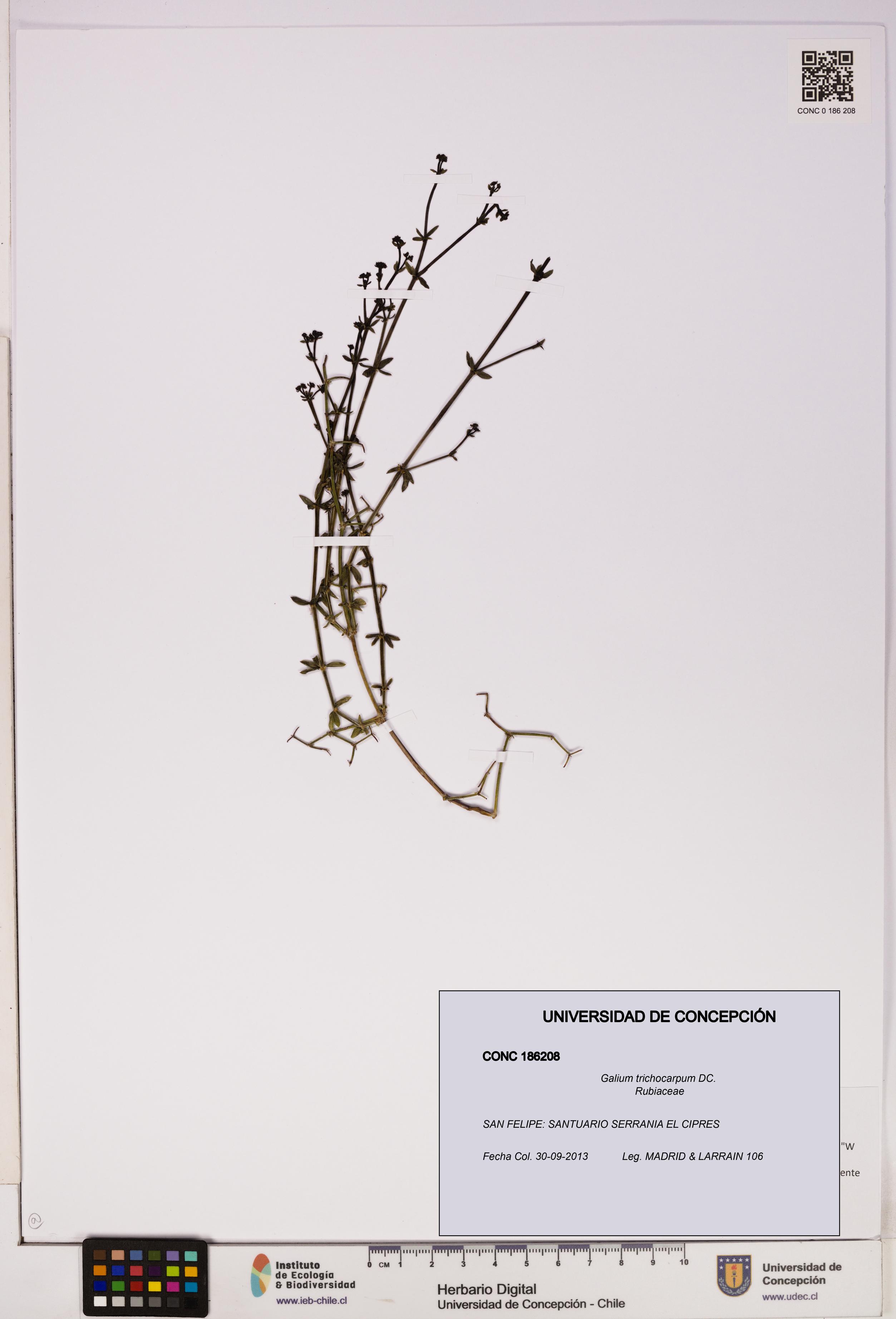 Galium trichocarpum [Espécimen: UDEC:CONC:0186208]