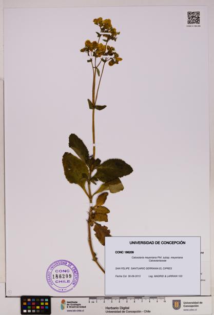 Calceolaria meyeniana subsp. meyeniana [Espécimen: UDEC:CONC:0186209]