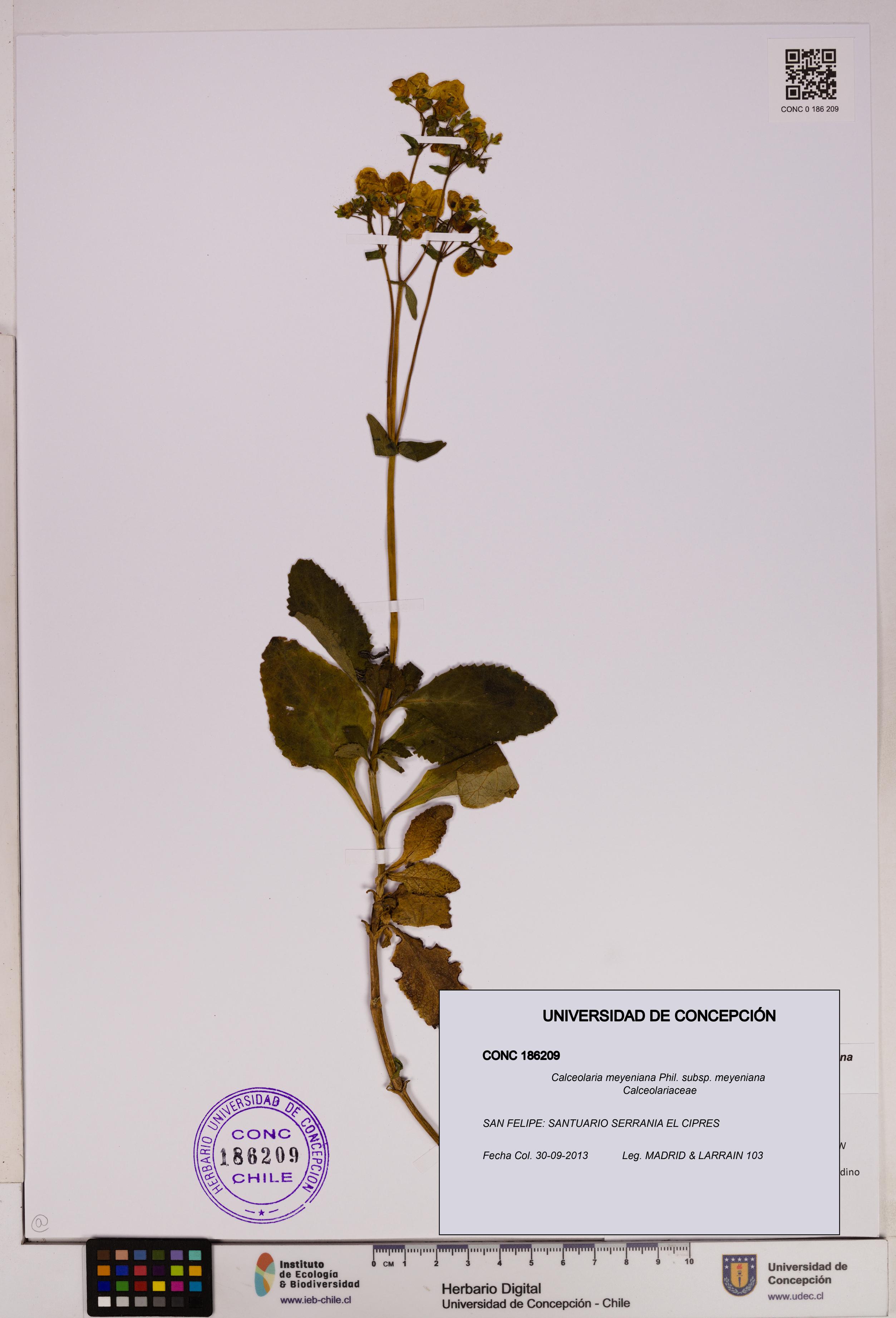 Calceolaria meyeniana subsp. meyeniana [Espécimen: UDEC:CONC:0186209]
