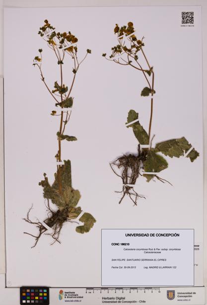 Calceolaria corymbosa [Espécimen: UDEC:CONC:0186210]