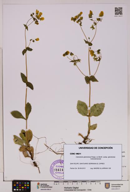 Calceolaria glandulosa [Espécimen: UDEC:CONC:0186211]