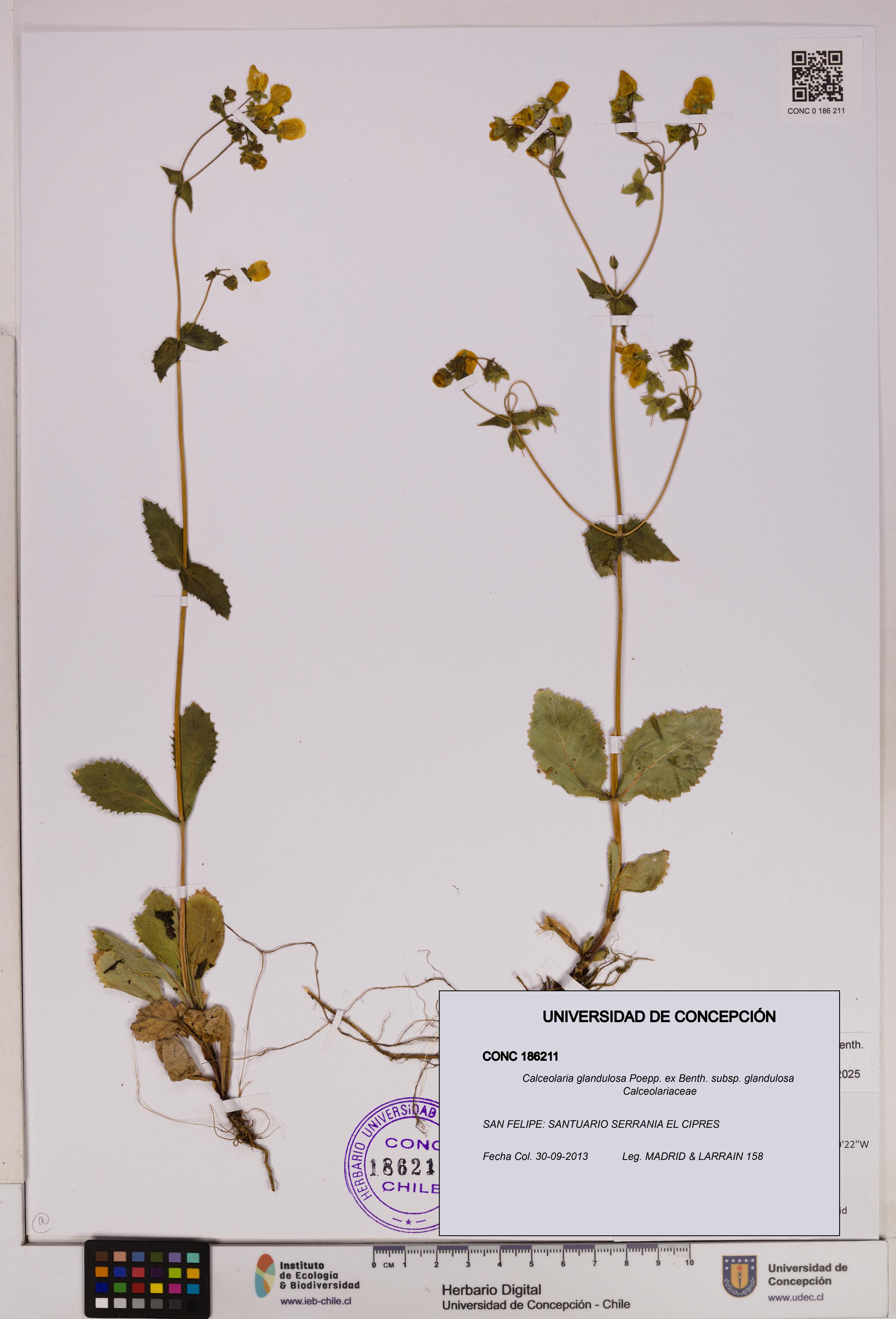 Calceolaria glandulosa [Espécimen: UDEC:CONC:0186211]