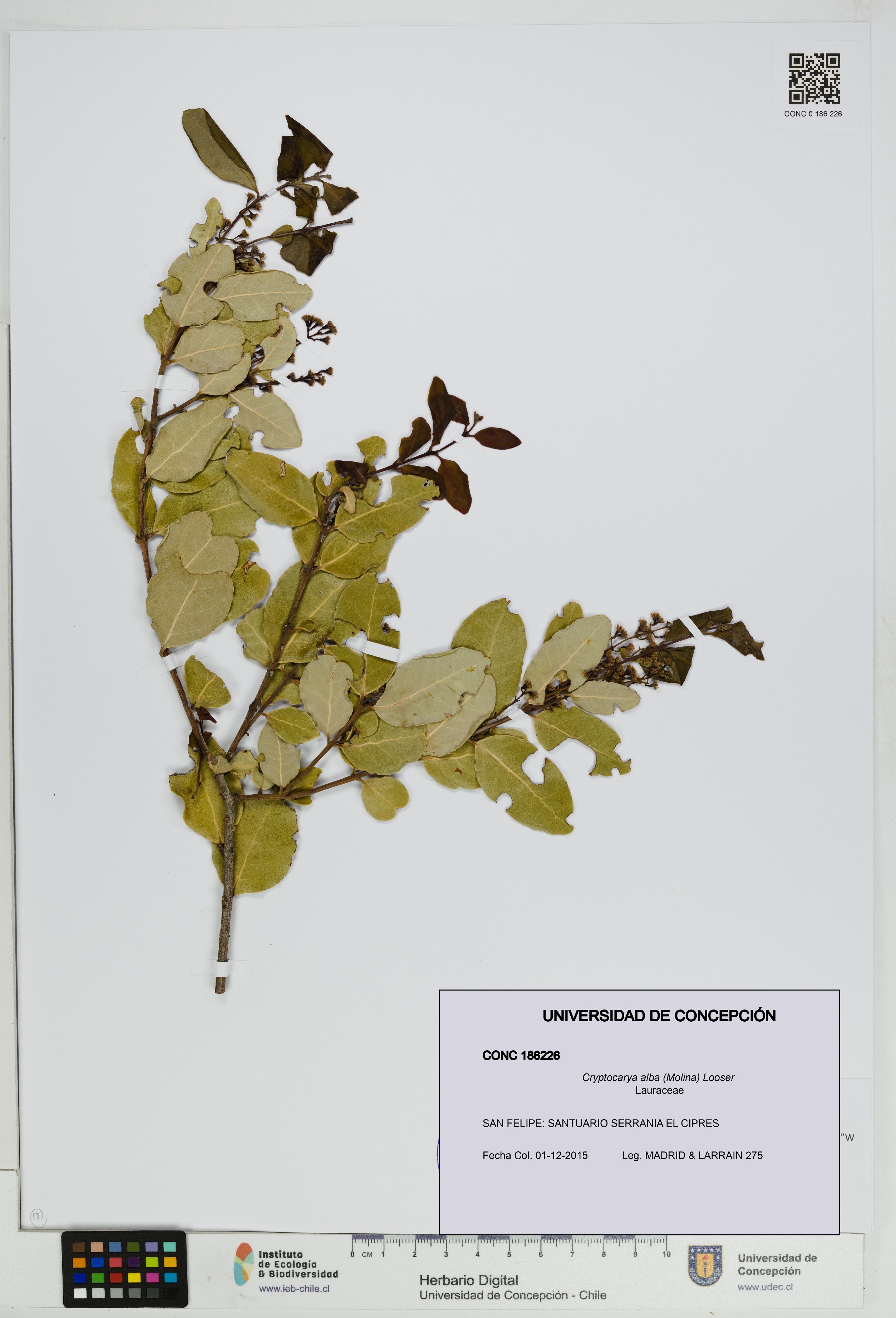 Cryptocarya alba [Espécimen: UDEC:CONC:0186226]