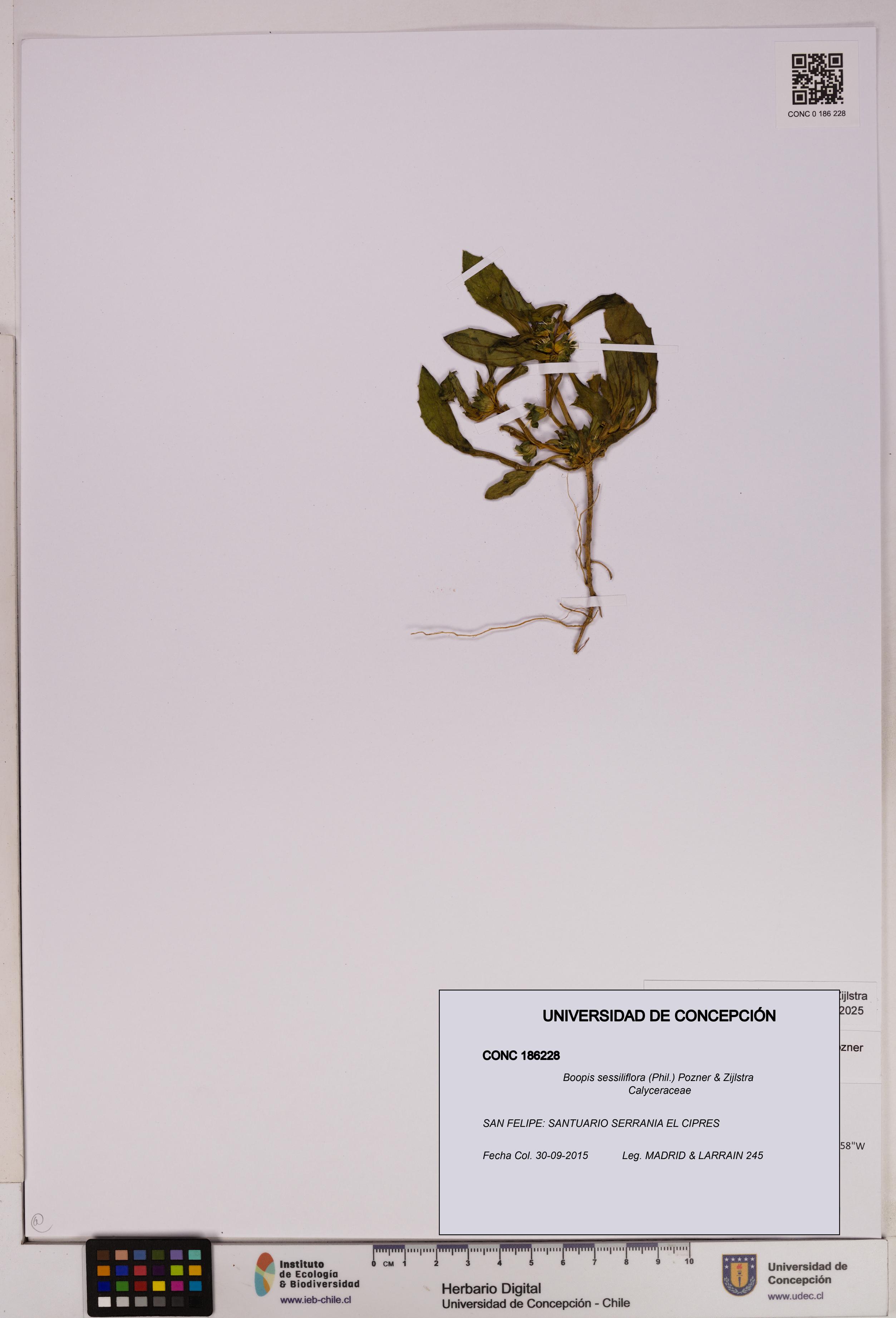 Boopis sessiliflora [Espécimen: UDEC:CONC:0186228]