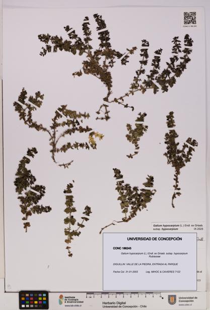 Galium hypocarpium subsp. hypocarpium [Espécimen: UDEC:CONC:0186243]