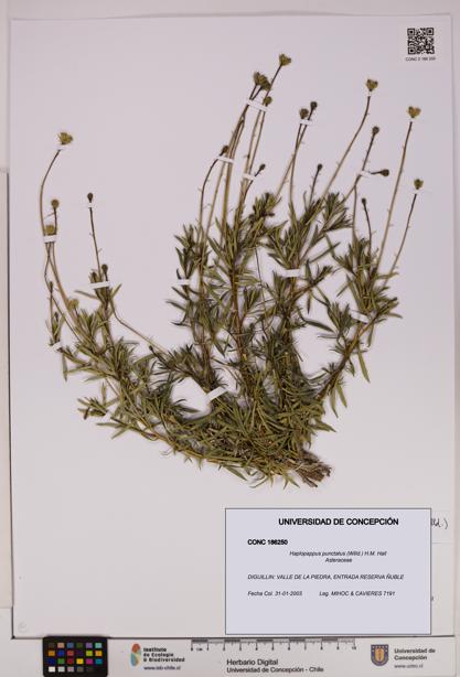 Haplopappus punctatus [Espécimen: UDEC:CONC:0186250]
