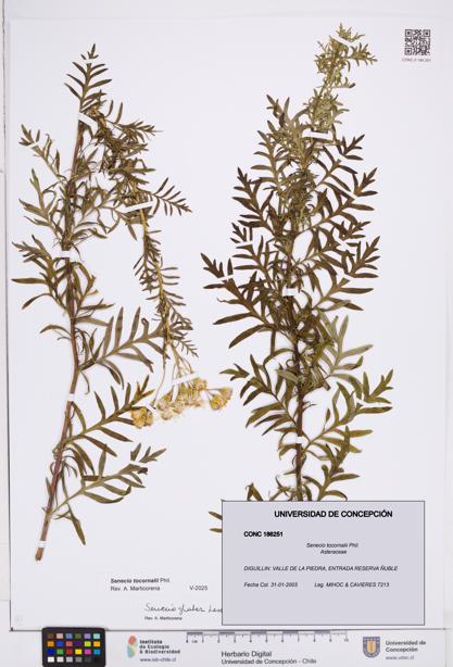 Senecio tocornalii [Espécimen: ]