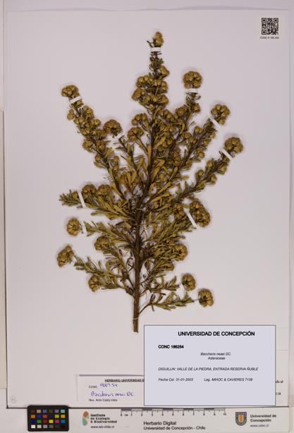 Baccharis neaei [Espécimen: UDEC:CONC:0186254]