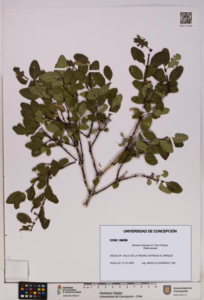 Discaria chacaye [Espécimen: UDEC:CONC:0186256]