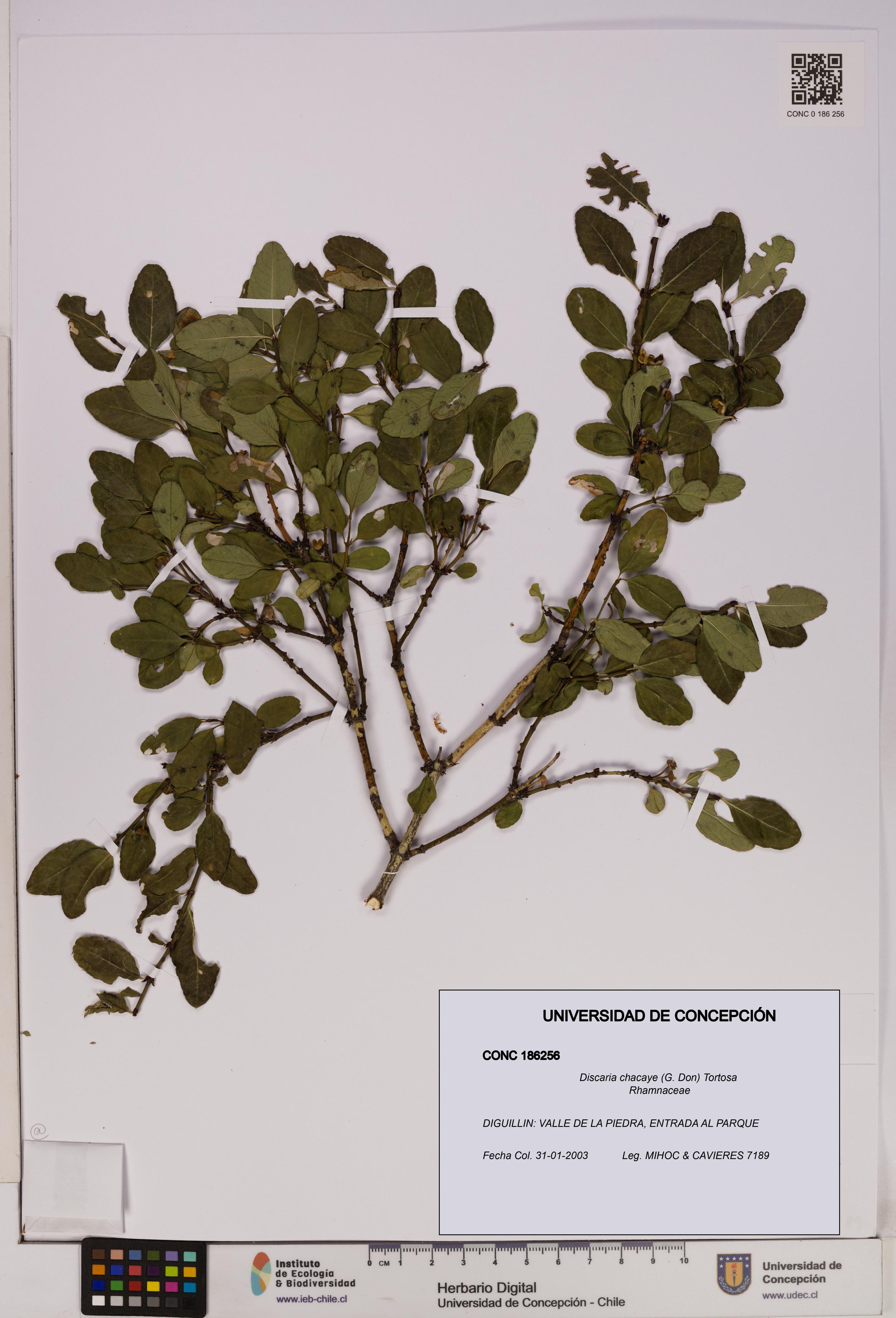 Discaria chacaye [Espécimen: UDEC:CONC:0186256]
