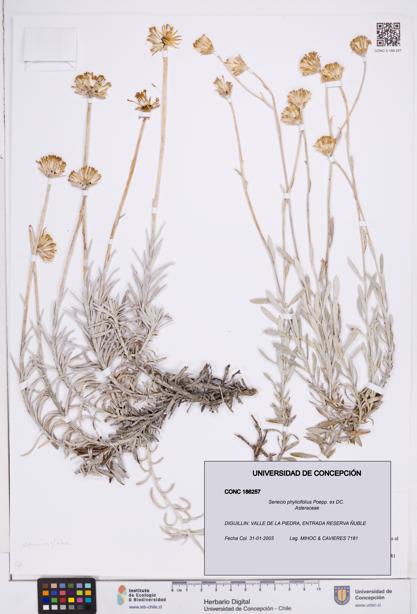 Senecio phylicifolius [Espécimen: ]
