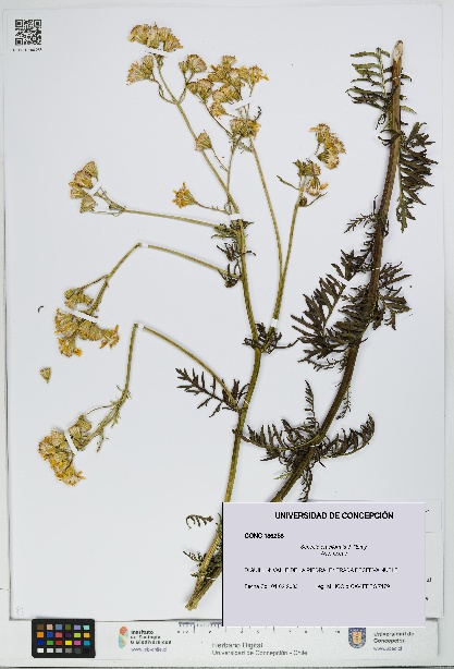 Senecio eruciformis [Espécimen: UDEC:CONC:0186258]