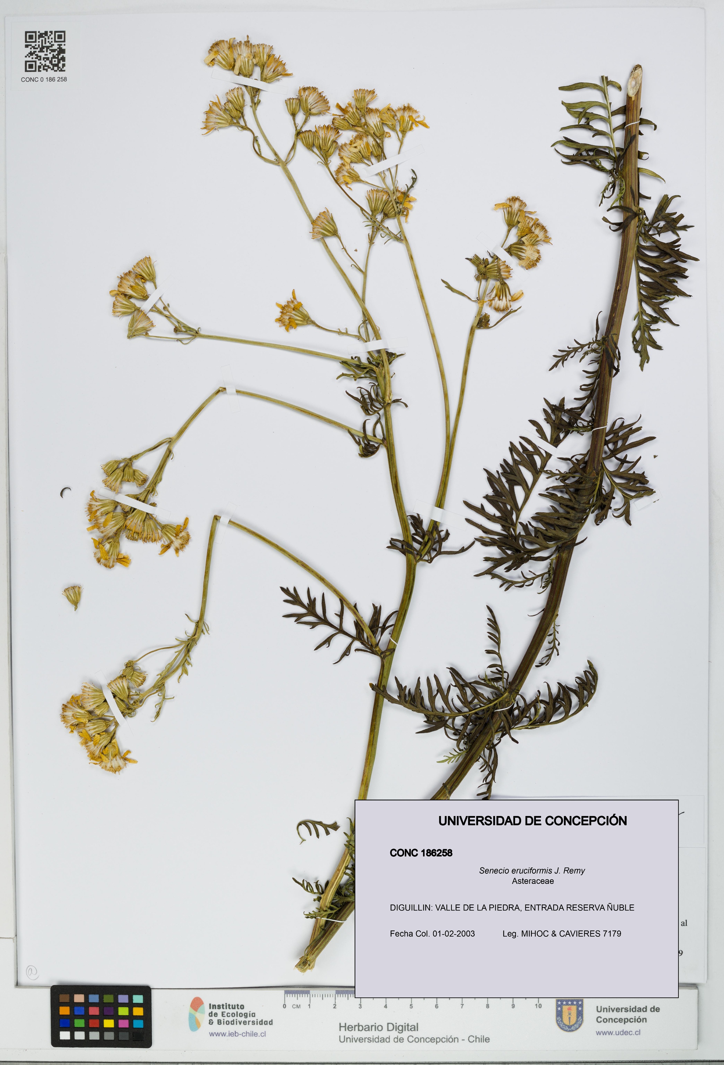 Senecio eruciformis [Espécimen: UDEC:CONC:0186258]