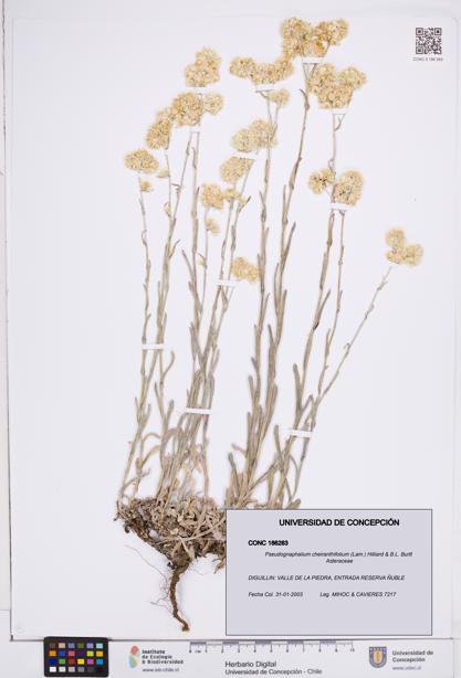 Pseudognaphalium cheiranthifolium [Espécimen: ]