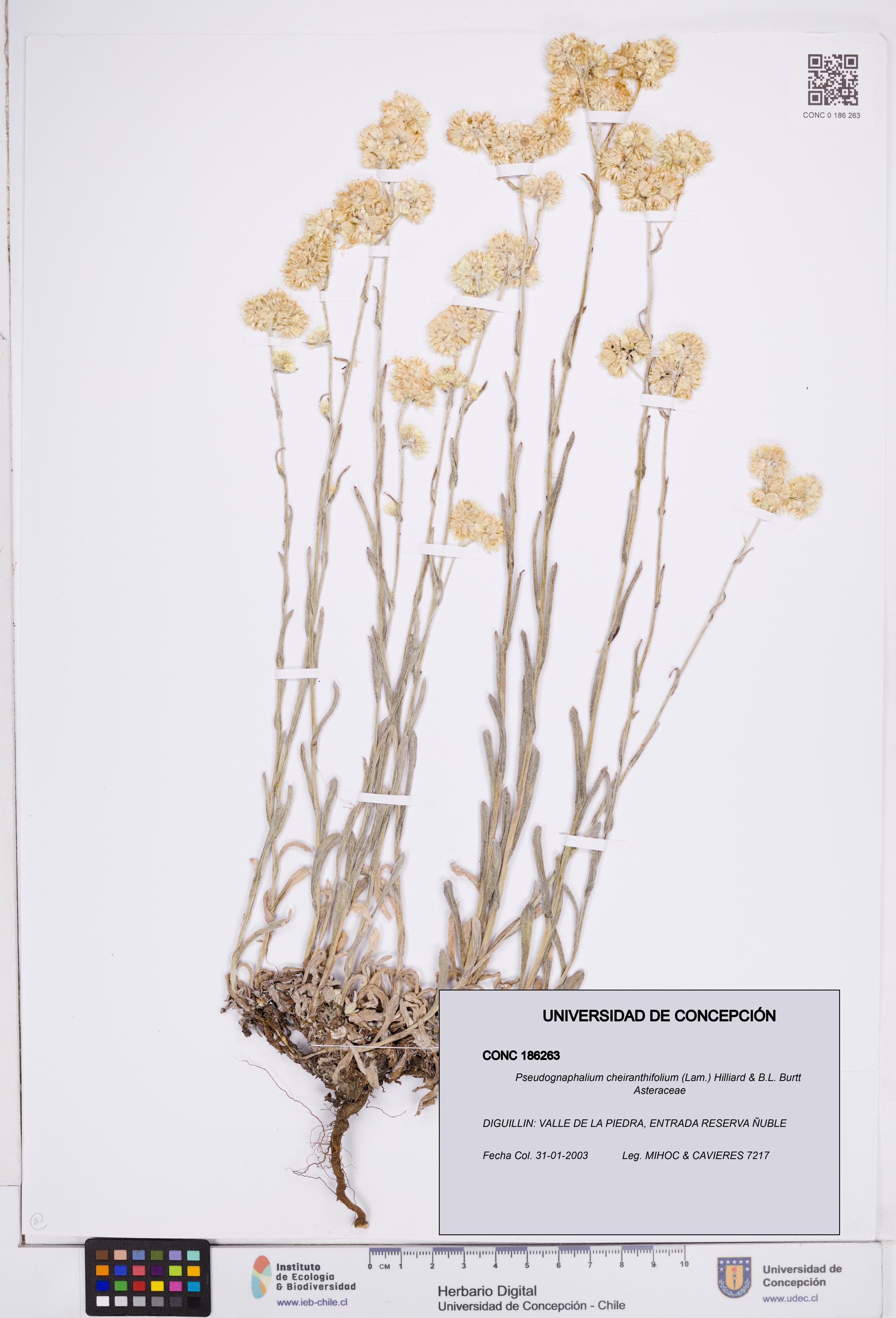 Pseudognaphalium cheiranthifolium [Espécimen: ]