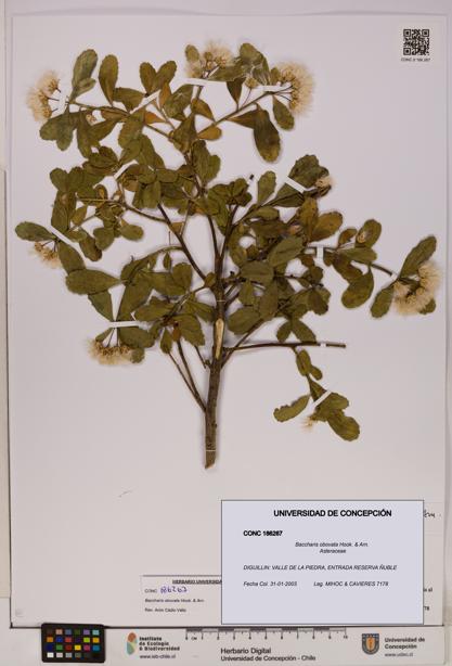 Baccharis obovata [Espécimen: UDEC:CONC:0186267]
