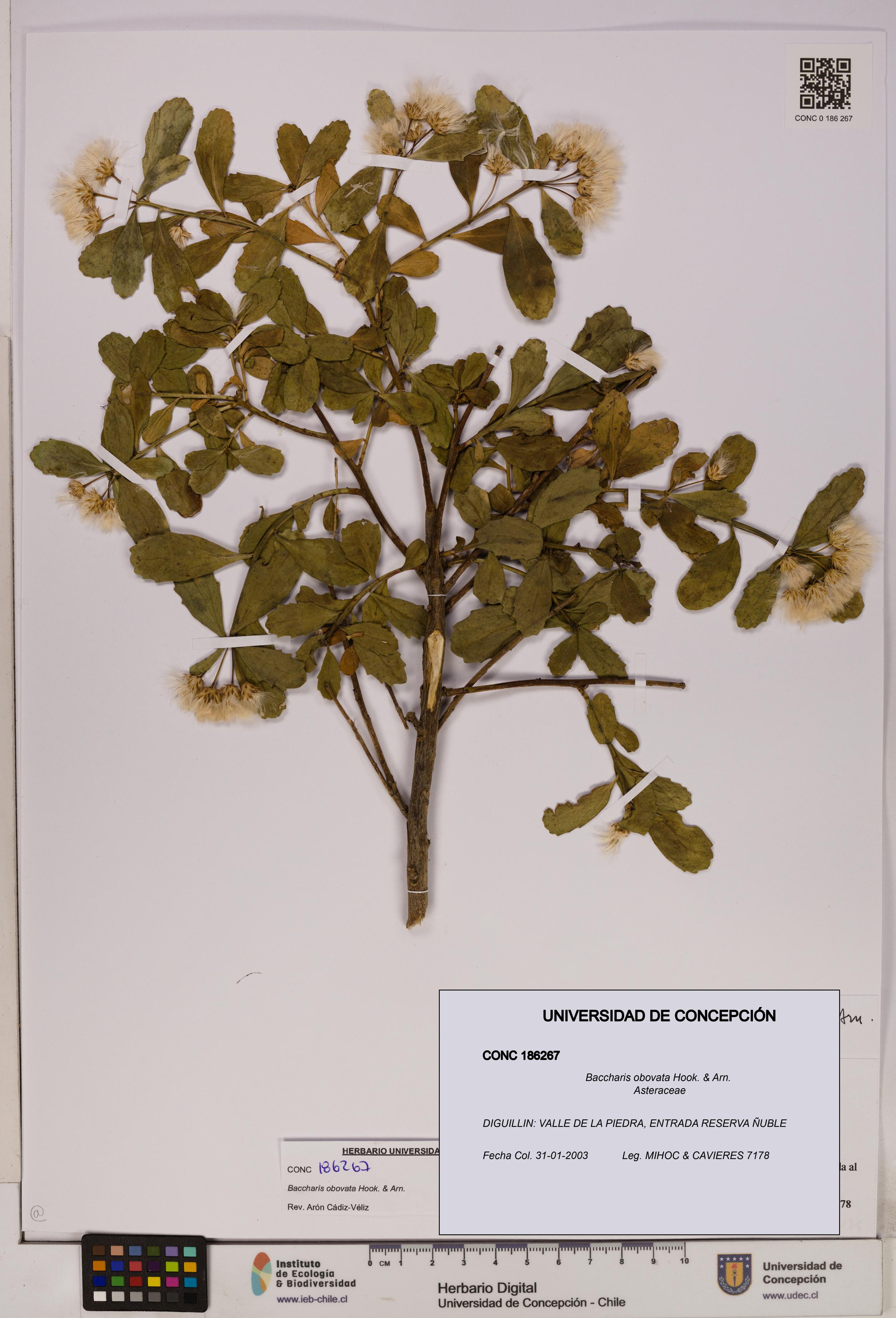 Baccharis obovata [Espécimen: UDEC:CONC:0186267]
