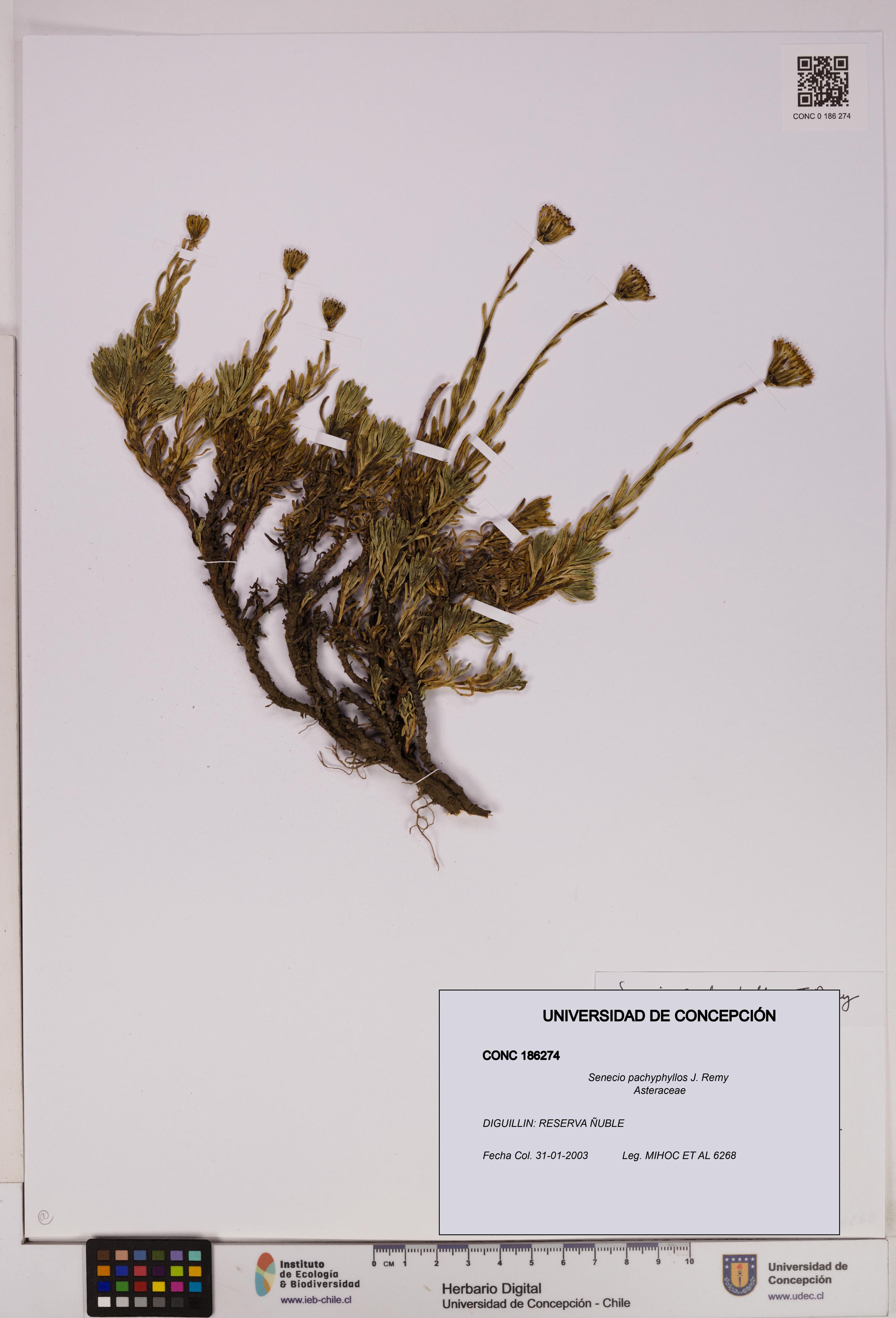 Senecio pachyphyllos [Espécimen: UDEC:CONC:0186274]