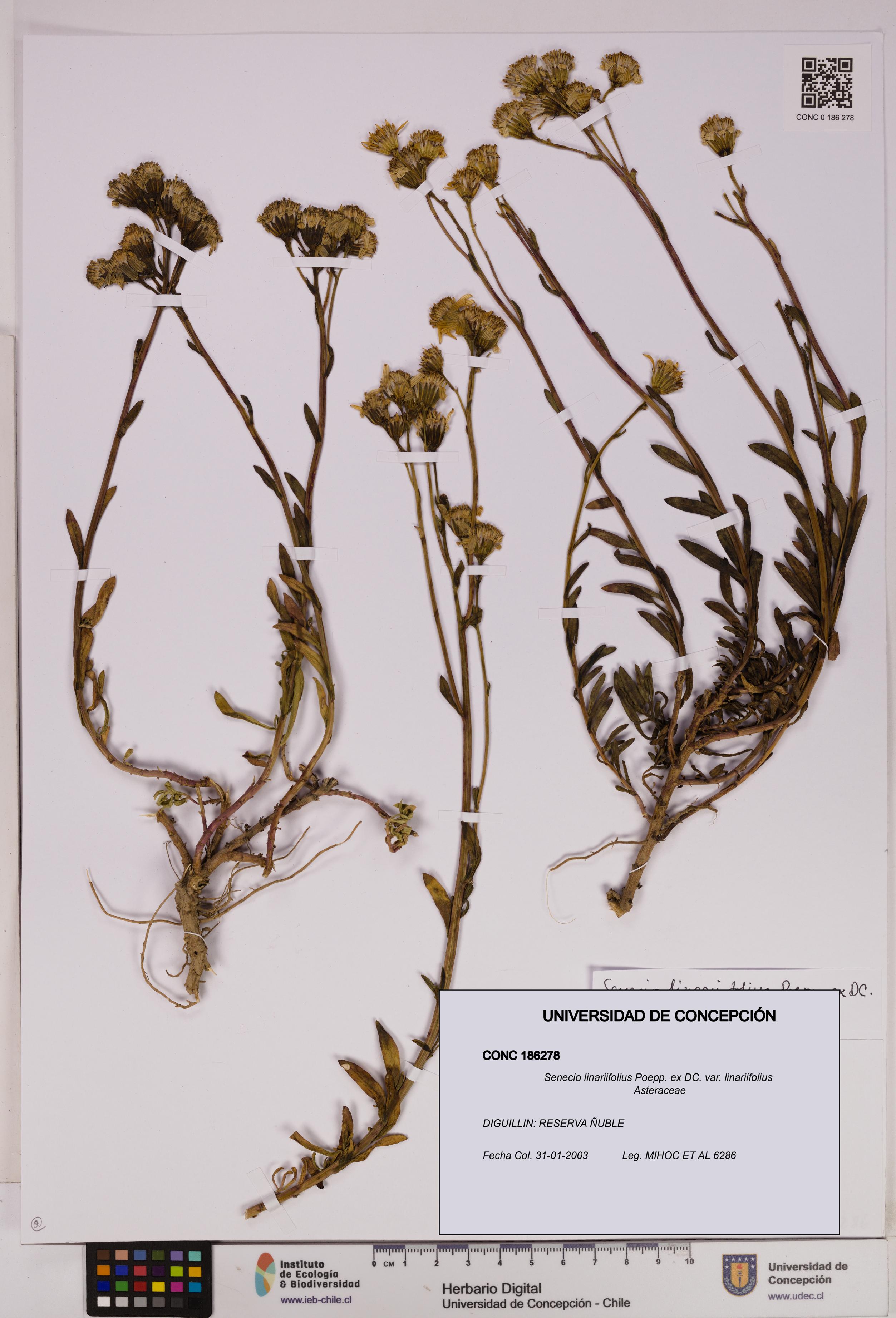 Senecio linariifolius var. linariifolius [Espécimen: UDEC:CONC:0186278]