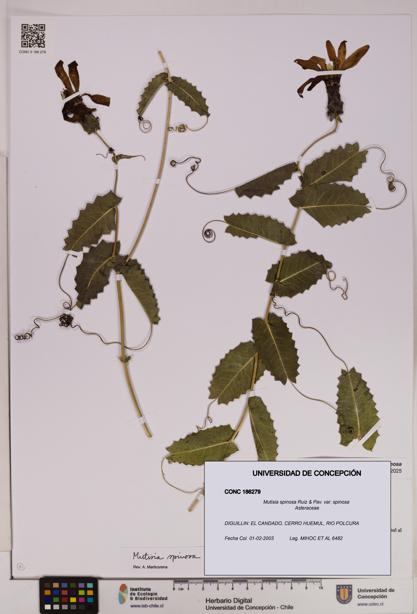 Mutisia spinosa var. spinosa [Espécimen: UDEC:CONC:0186279]