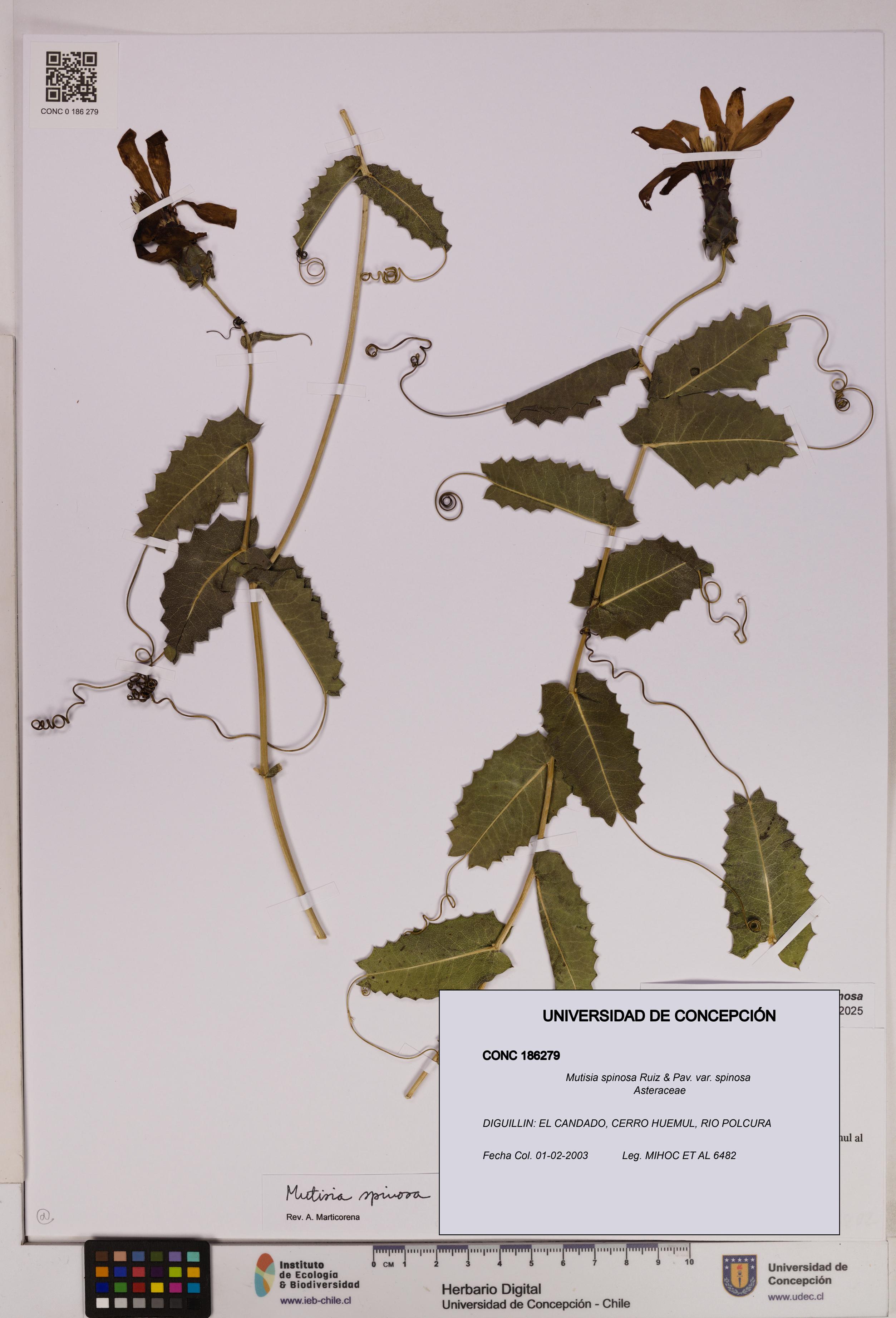 Mutisia spinosa var. spinosa [Espécimen: UDEC:CONC:0186279]
