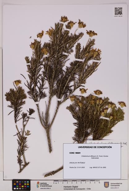 Chiliotrichum diffusum [Espécimen: UDEC:CONC:0186281]