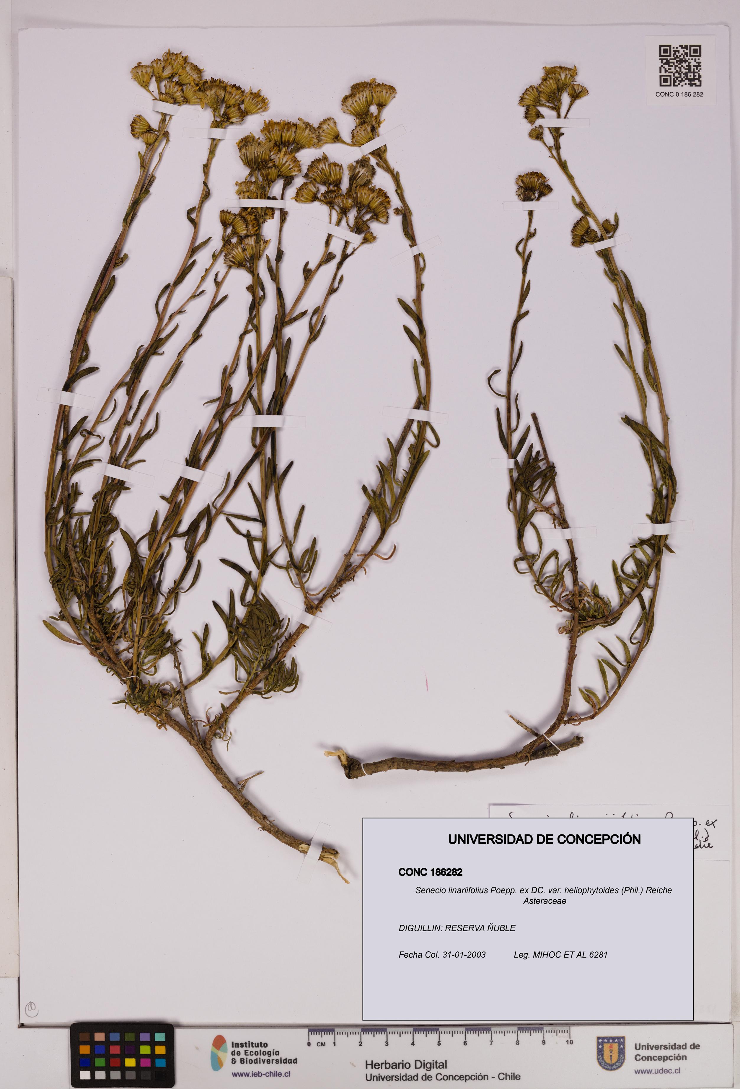 Senecio linariifolius var. heliophytoides [Espécimen: UDEC:CONC:0186282]