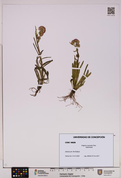 Erigeron myosotis [Espécimen: UDEC:CONC:0186283]