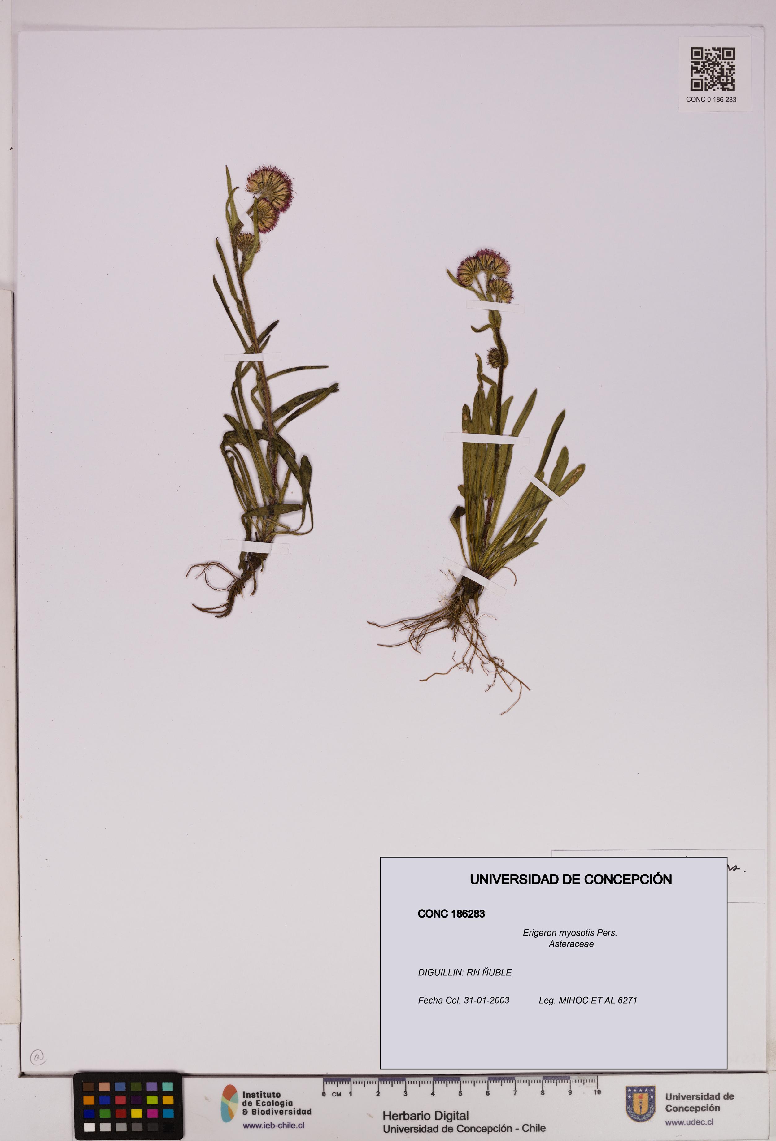 Erigeron myosotis [Espécimen: UDEC:CONC:0186283]