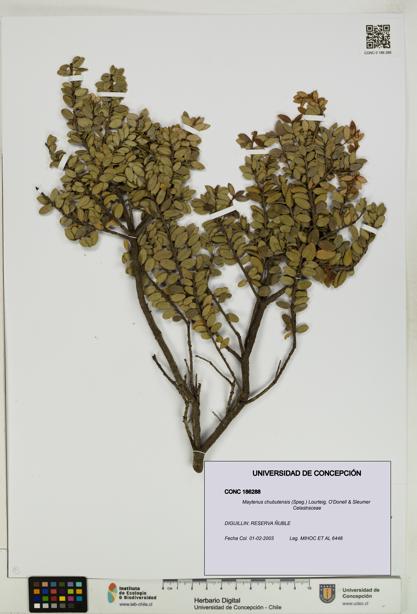 Maytenus chubutensis [Espécimen: UDEC:CONC:0186288]