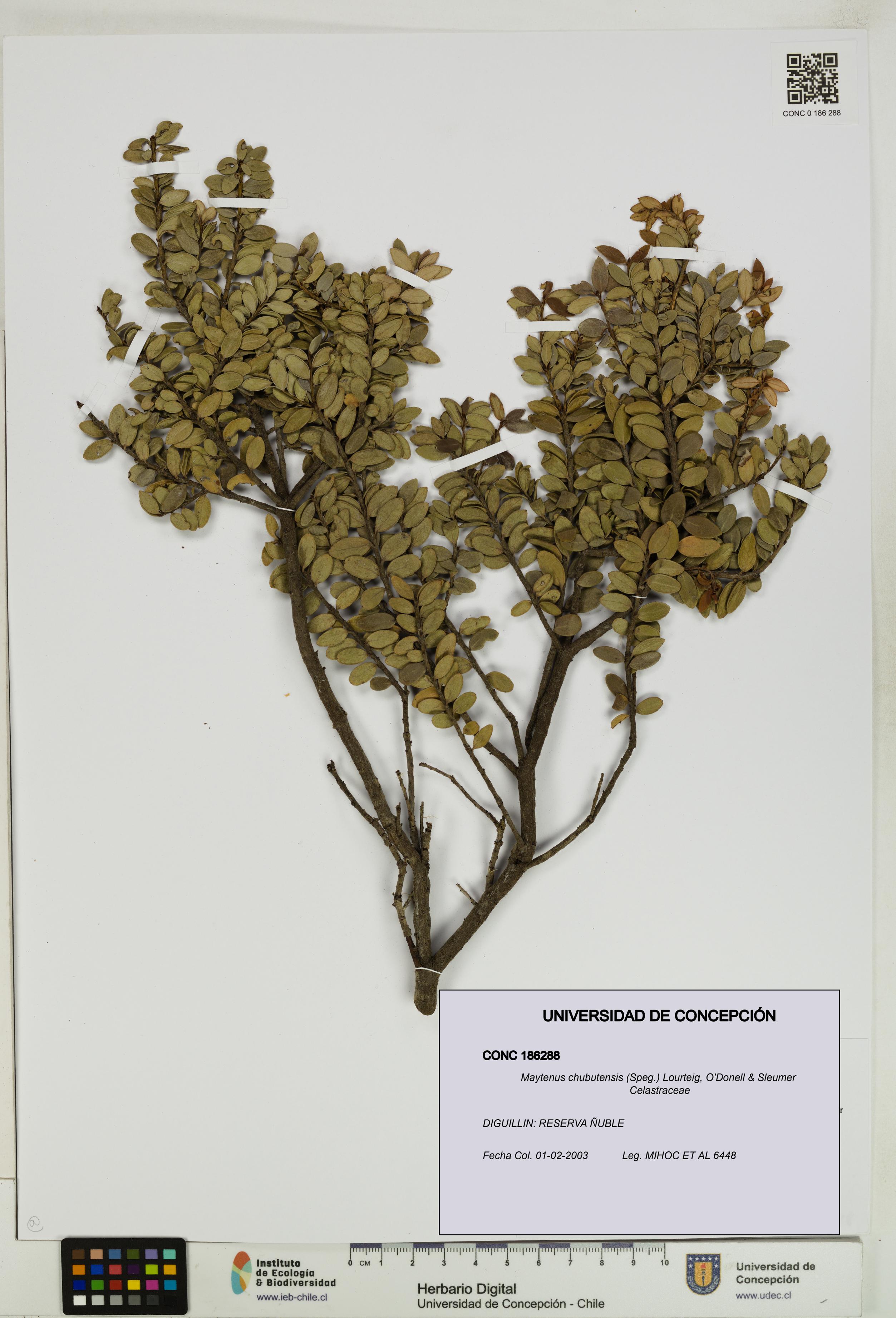 Maytenus chubutensis [Espécimen: UDEC:CONC:0186288]