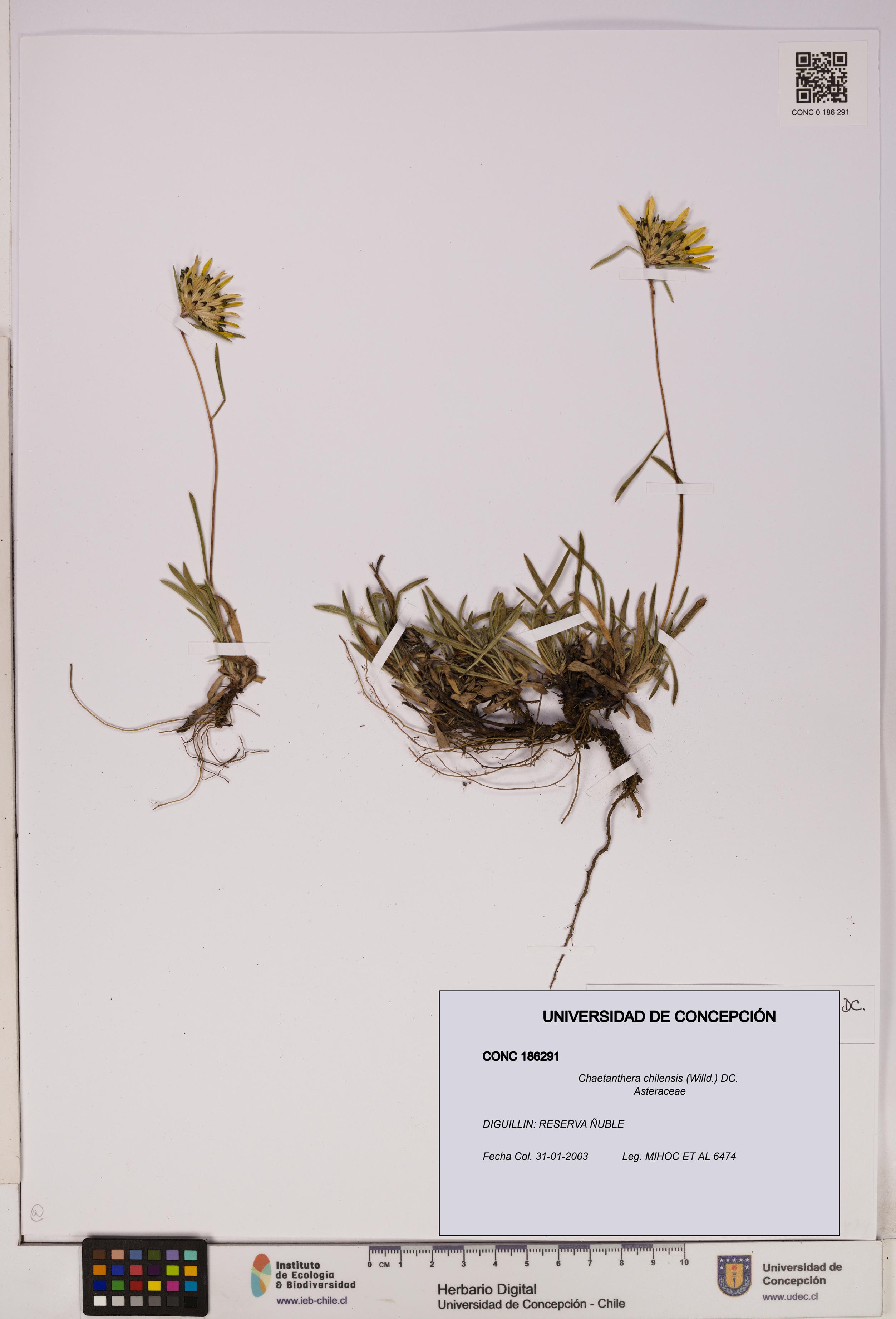 Chaetanthera chilensis [Espécimen: UDEC:CONC:0186291]