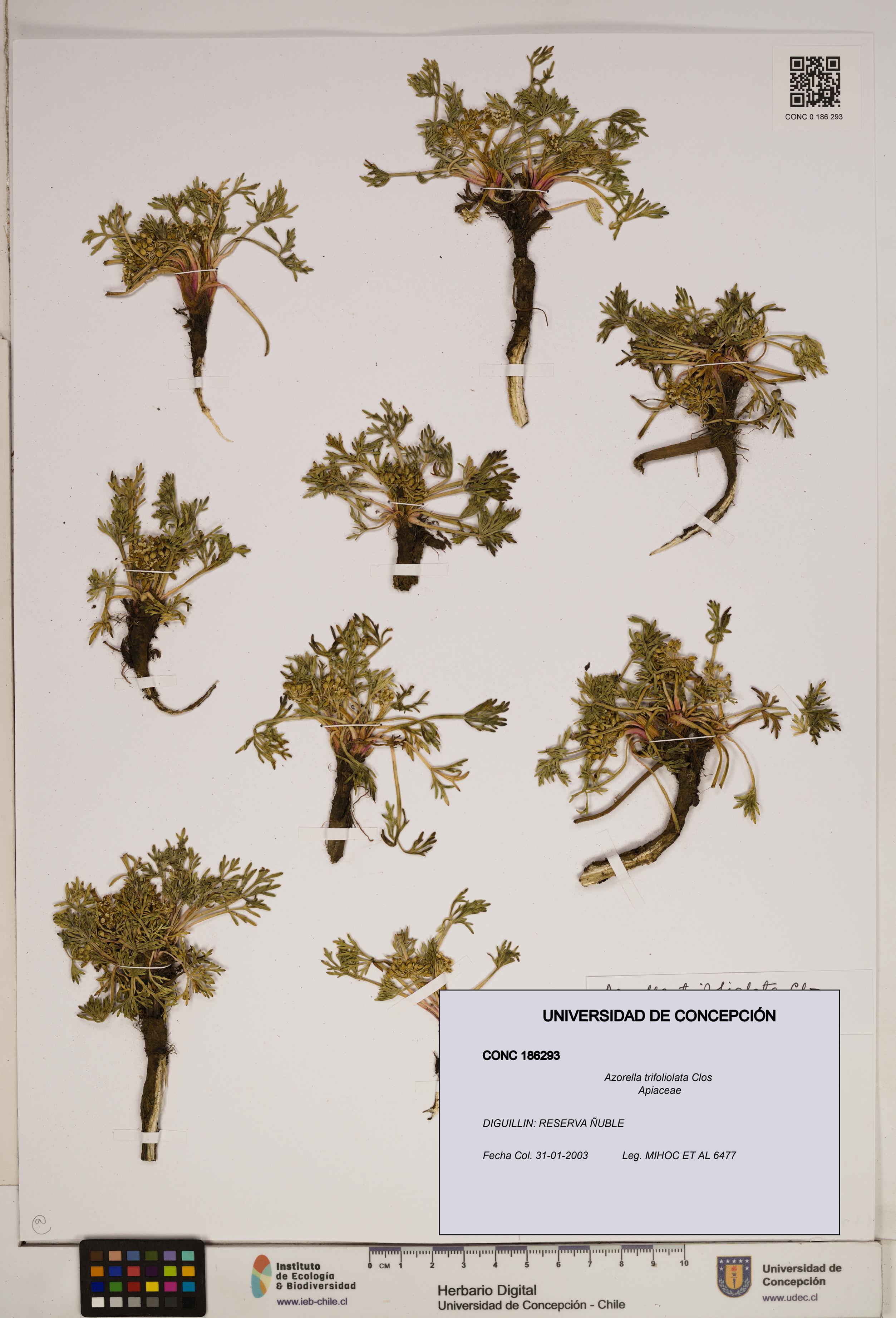 Azorella trifoliolata [Espécimen: ]