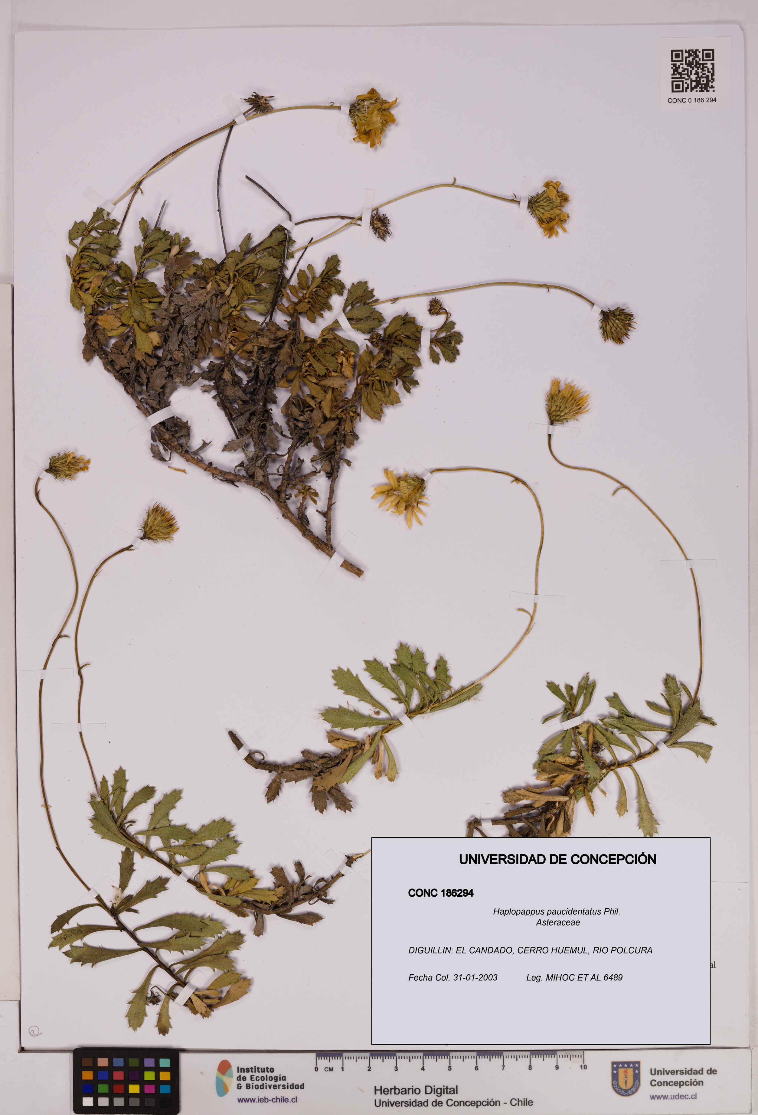 Haplopappus paucidentatus [Espécimen: UDEC:CONC:0186294]
