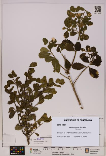 Baccharis obovata [Espécimen: UDEC:CONC:0186296]