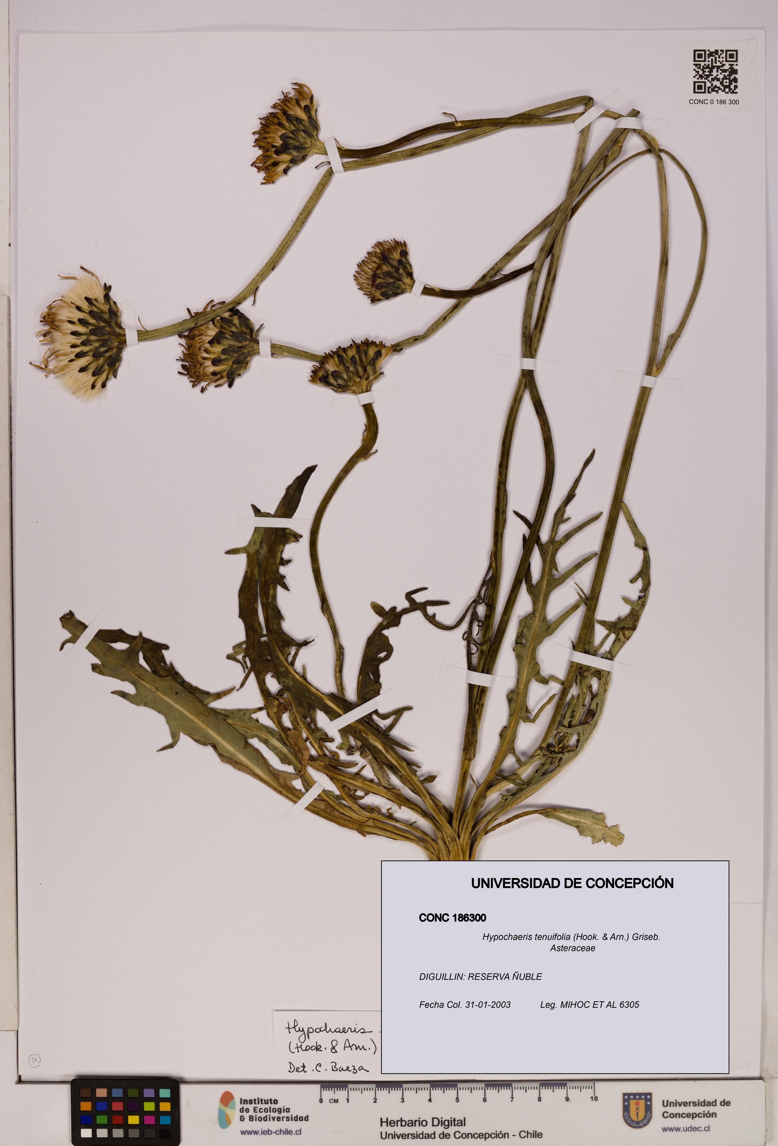 Hypochaeris tenuifolia [Espécimen: UDEC:CONC:0186300]