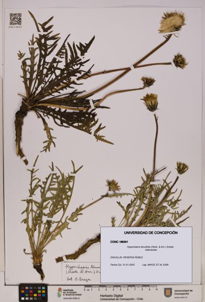 Hypochaeris tenuifolia [Espécimen: UDEC:CONC:0186301]