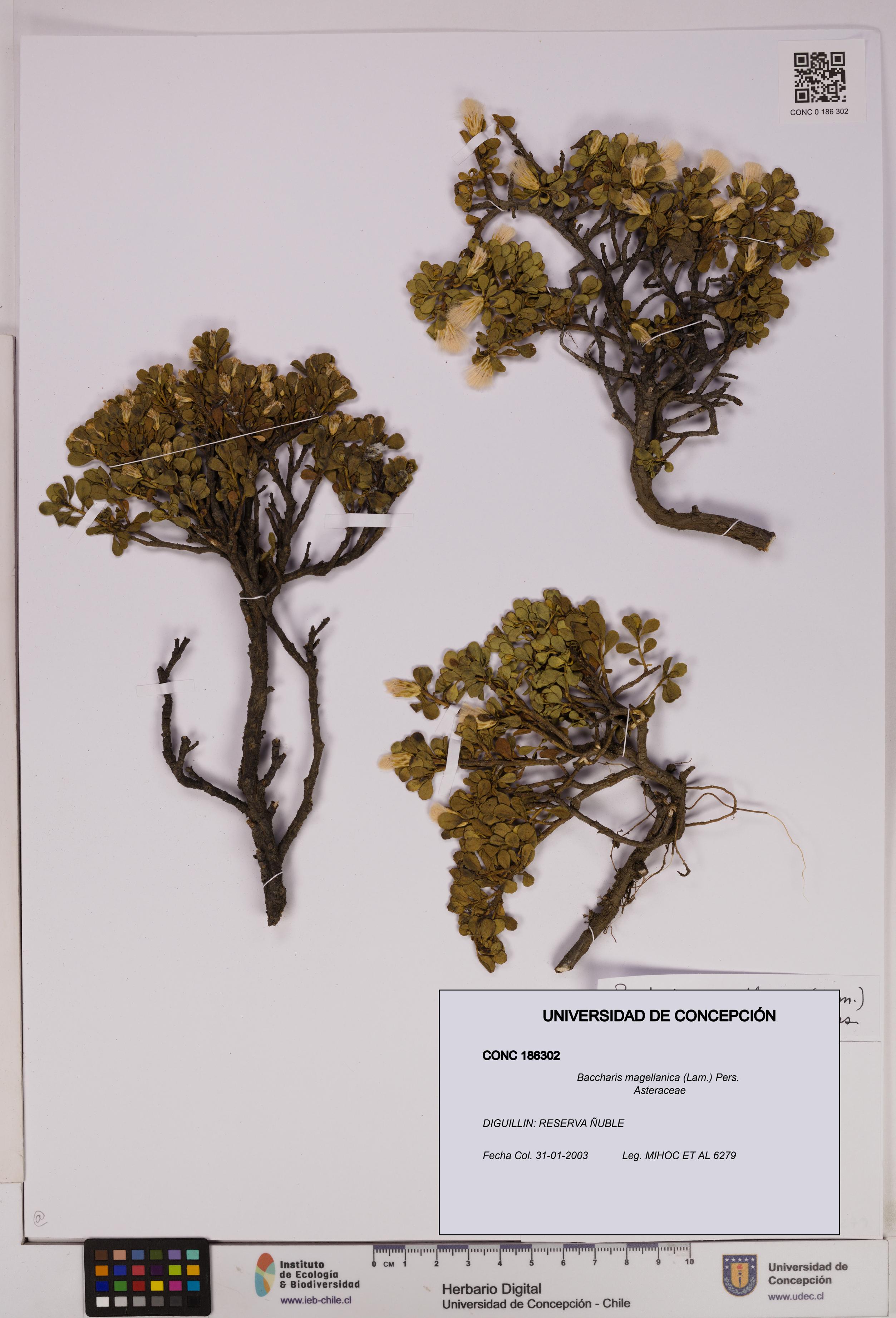 Baccharis magellanica [Espécimen: UDEC:CONC:0186302]