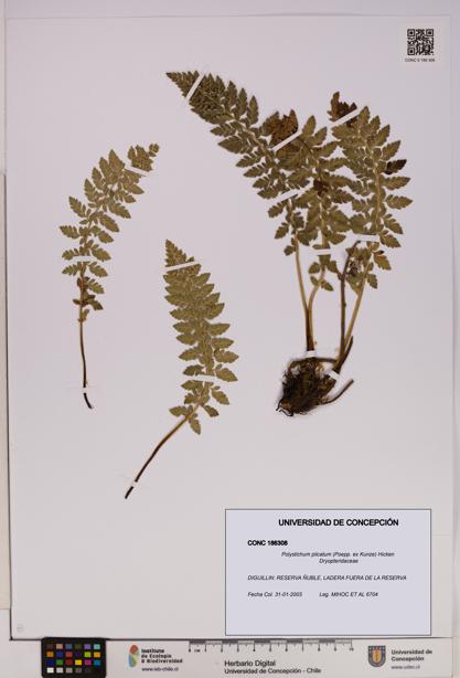 Polystichum plicatum [Espécimen: UDEC:CONC:0186308]