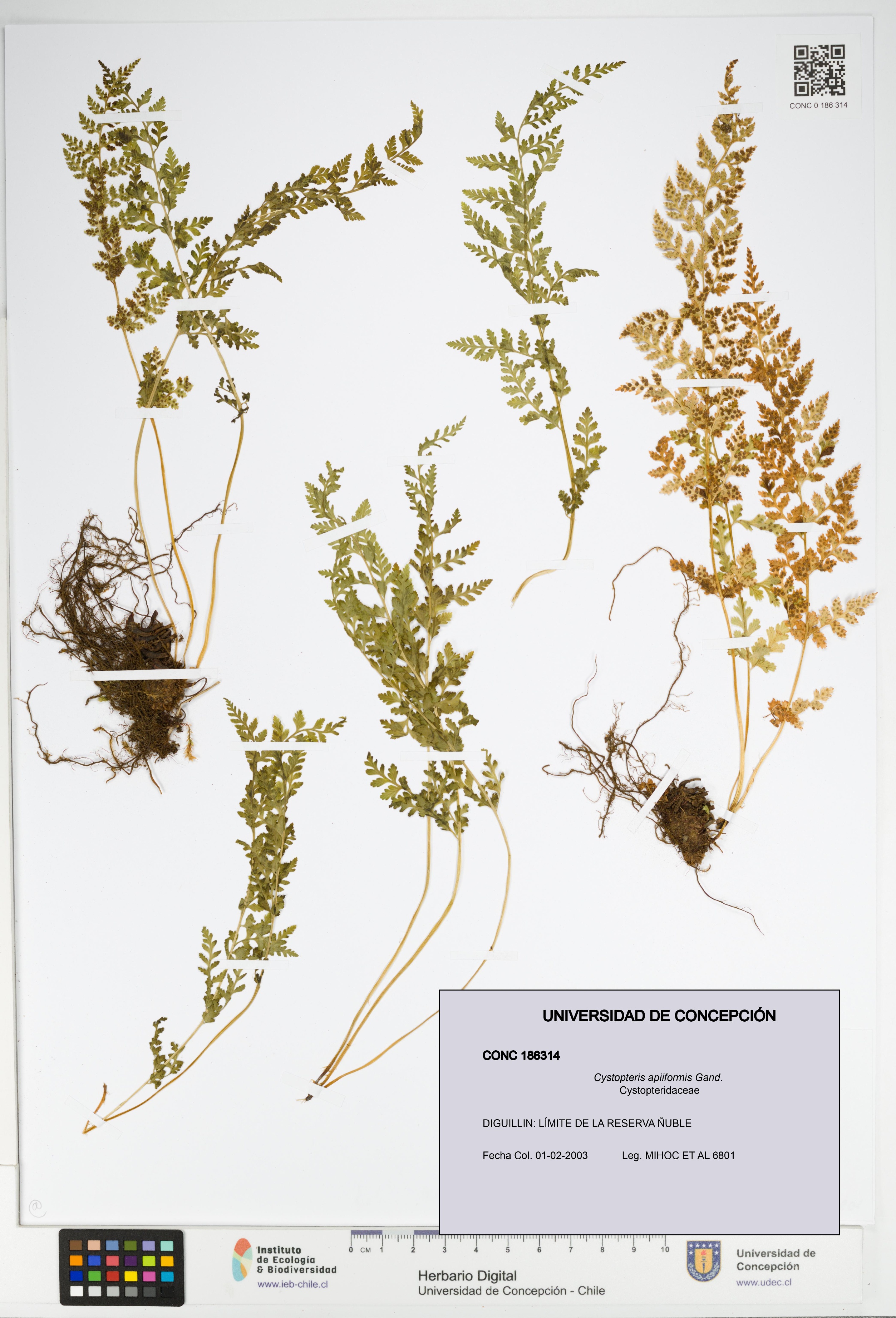 Cystopteris apiiformis [Espécimen: UDEC:CONC:0186314]