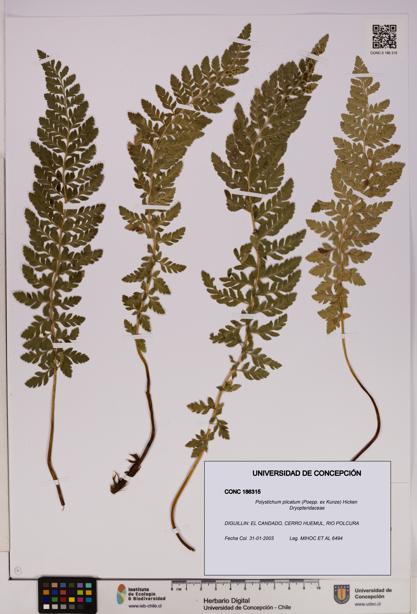 Polystichum plicatum [Espécimen: UDEC:CONC:0186315]