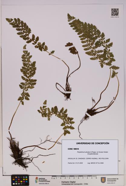 Polystichum plicatum [Espécimen: UDEC:CONC:0186316]