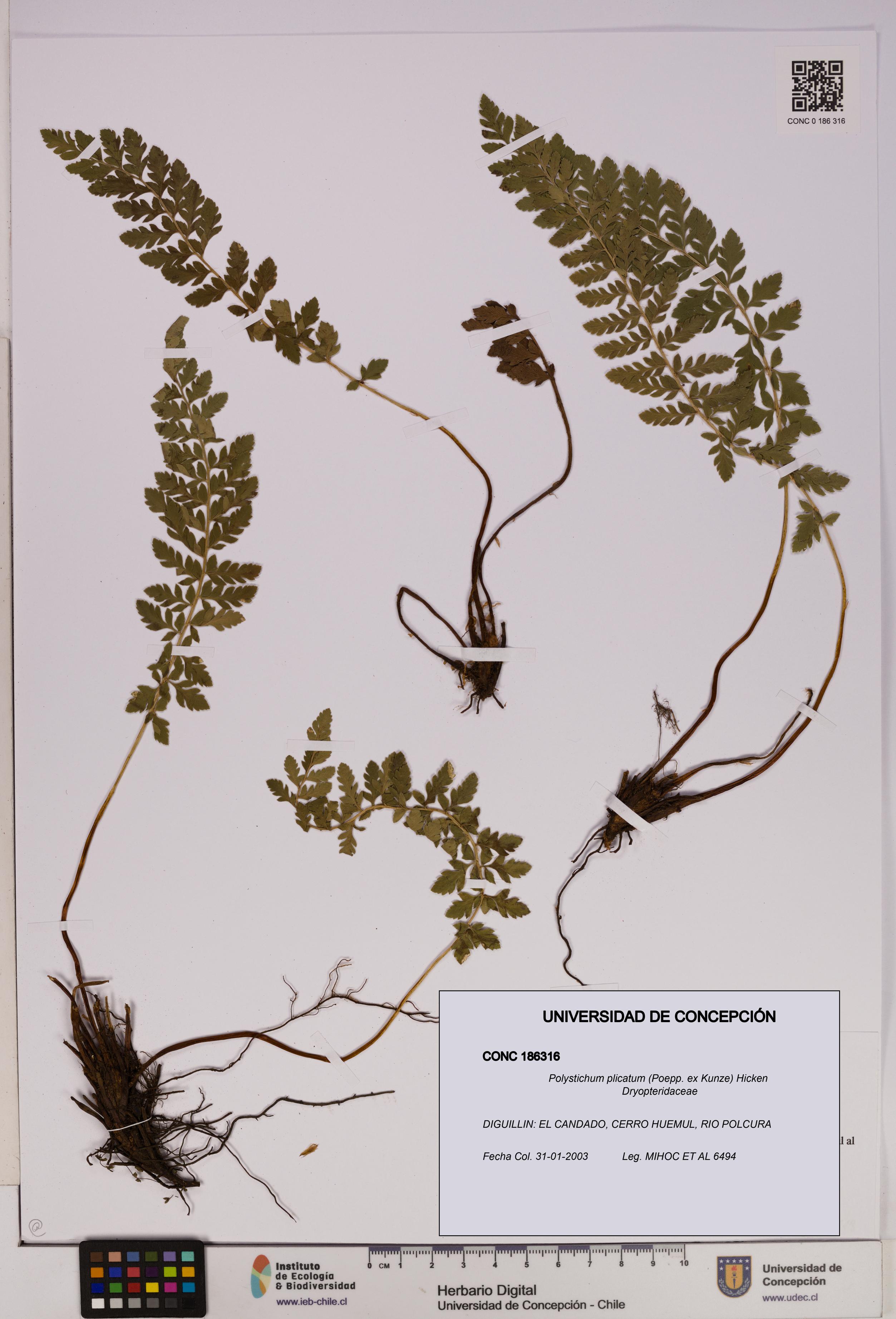Polystichum plicatum [Espécimen: UDEC:CONC:0186316]