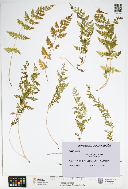 Cystopteris apiiformis [Espécimen: UDEC:CONC:0186317]