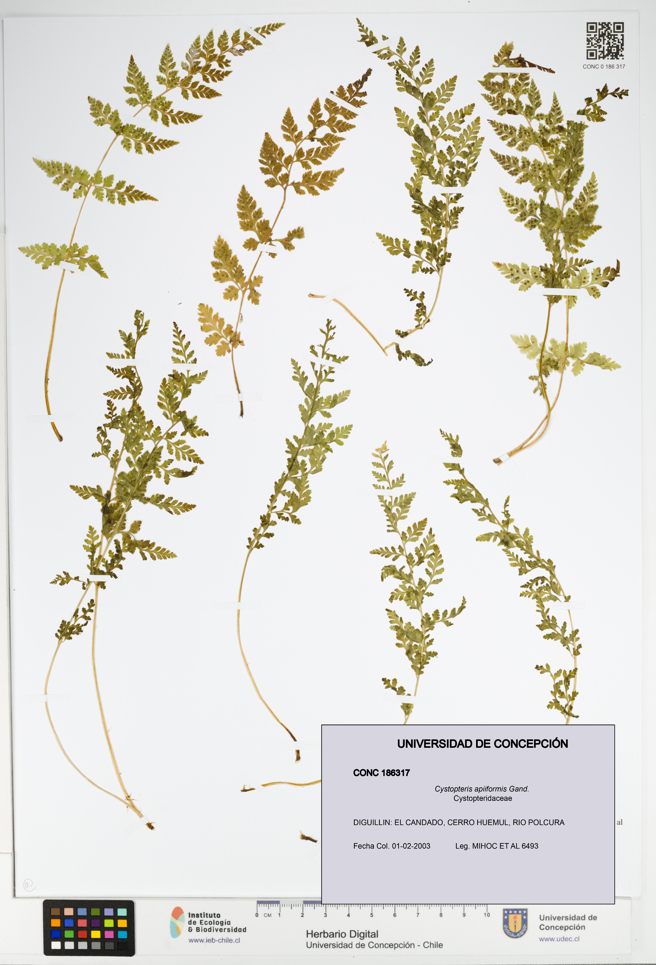 Cystopteris apiiformis [Espécimen: UDEC:CONC:0186317]