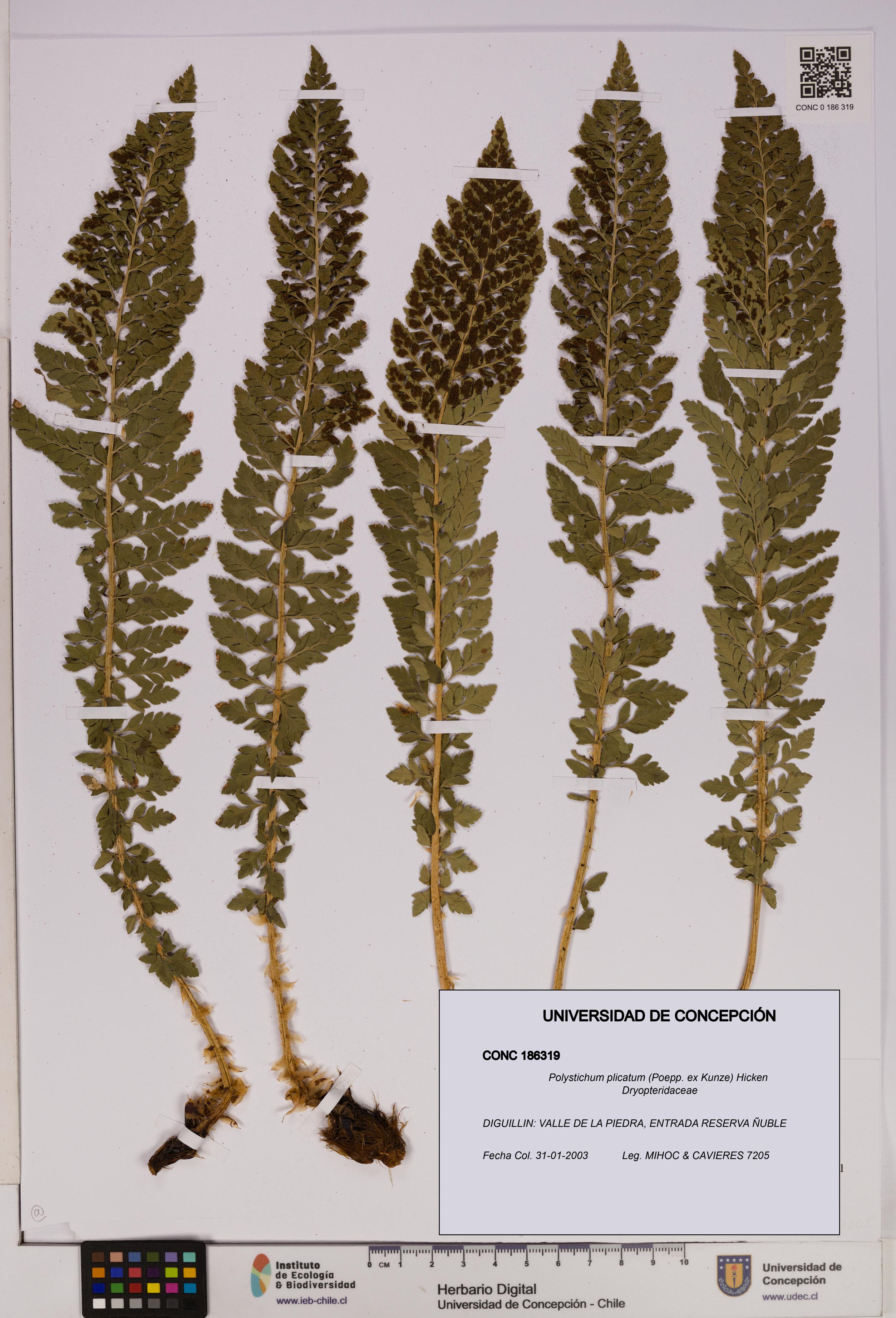 Polystichum plicatum [Espécimen: UDEC:CONC:0186319]